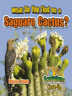 cover image of What Do You Find on a Saguaro Cactus?